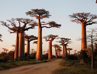 Walk around the avenue of Baobabs